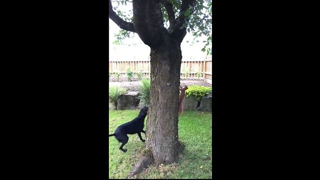 Squirrel doing dog foolish HD