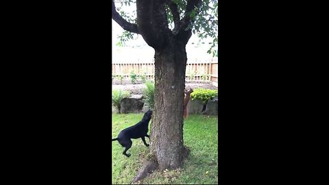 Squirrel doing dog foolish HD