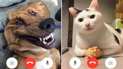 FUNNIEST CATS AND DOGS!!! 😂