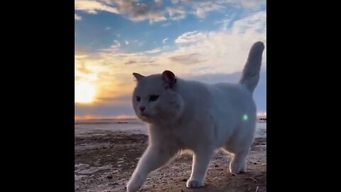 Cute little Cats Video || Cute Animals Of World