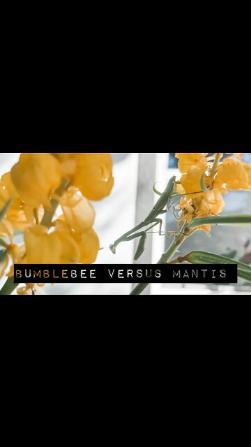Bumblebee versus Mantis
