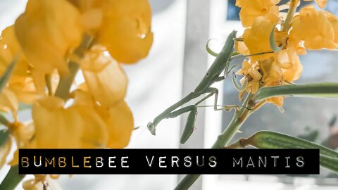 Bumblebee versus Mantis