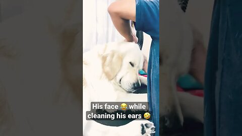 His face 😍 #goldenretriever #shorts #ytshorts