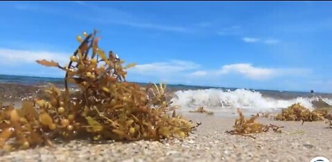 Seaweed used for fertilizer