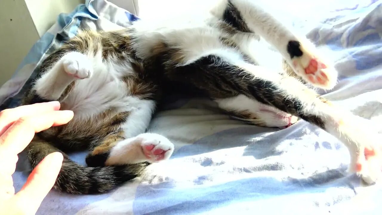 Lazy Cat Stretches