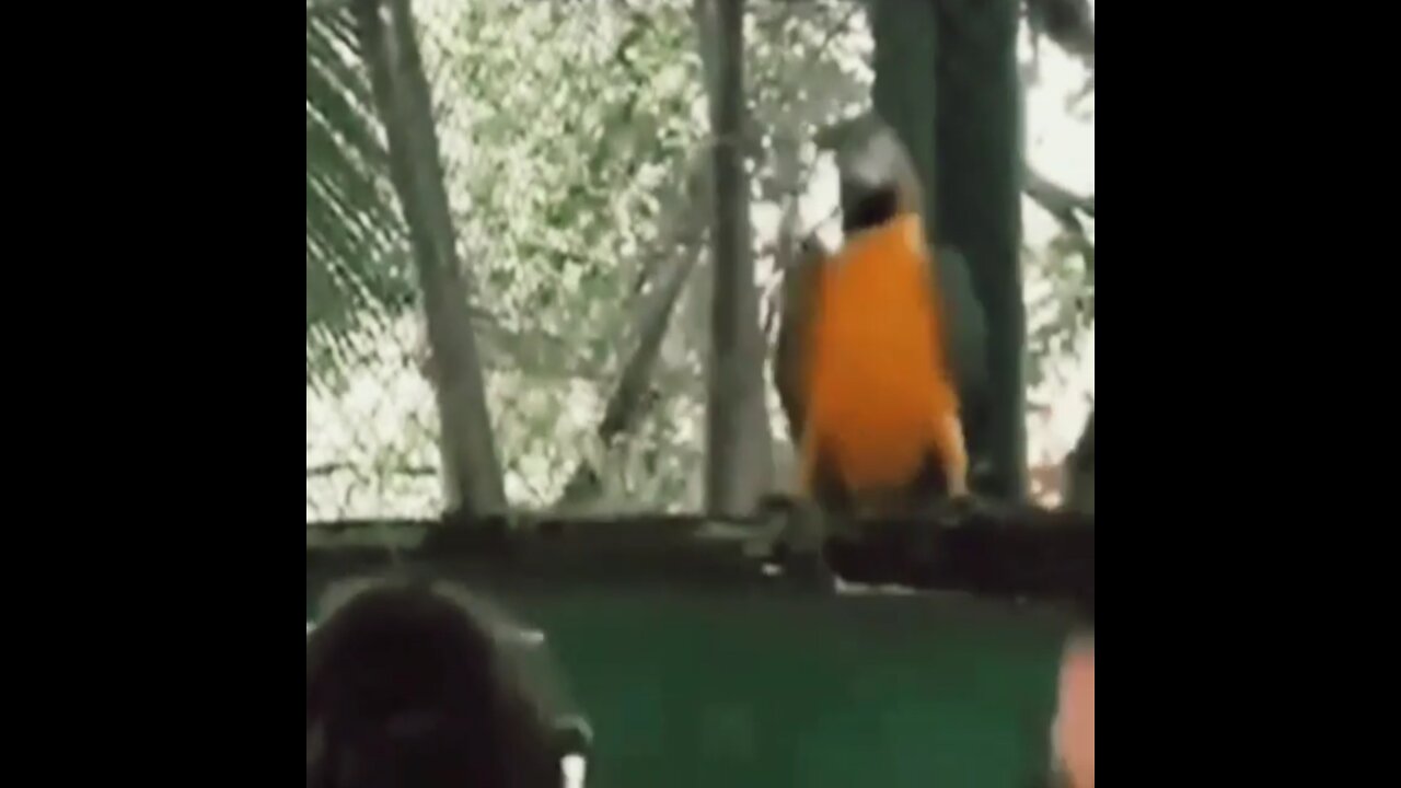 Dancing parrot outside