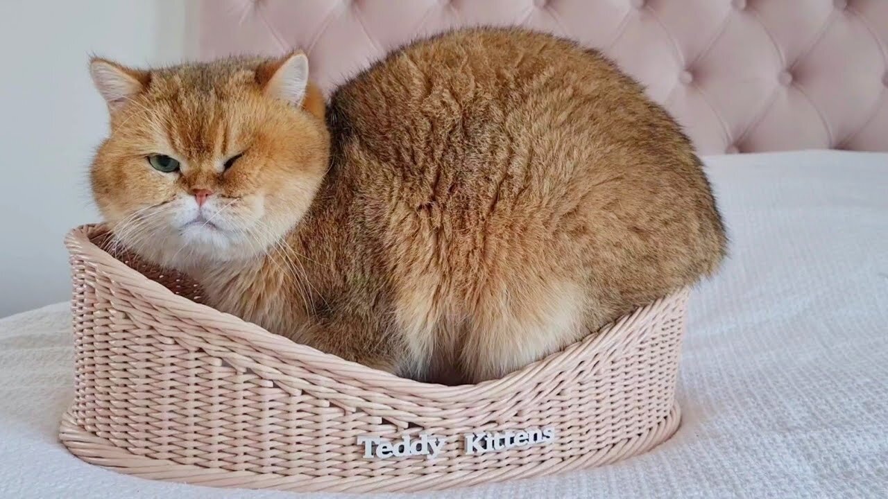 Cat William does not fit in the basket 😁