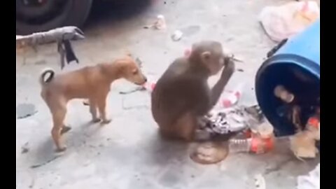 Amezing Funny 😁Video Dog 🐶 with Monkey 🐒