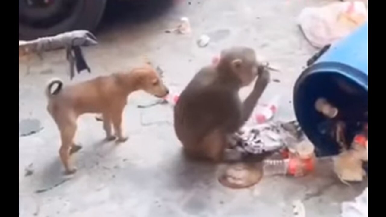 Amezing Funny 😁Video Dog 🐶 with Monkey 🐒