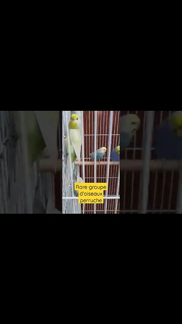 groupe d'oiseaux perruche
