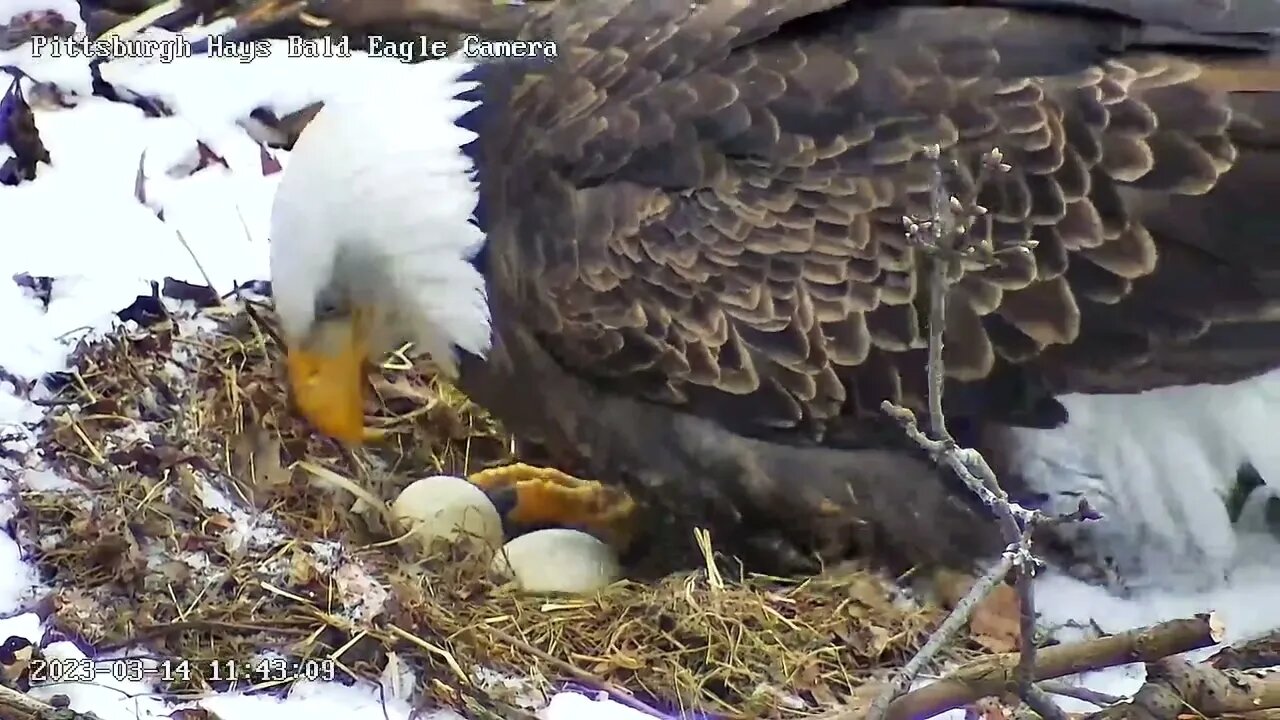 Hays Eagles Mom Shows off 2 Beautiful Eggs 3.14.23 11:43AM