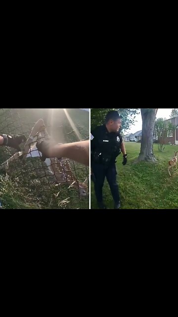 Baby deer rescued from chain-link fence