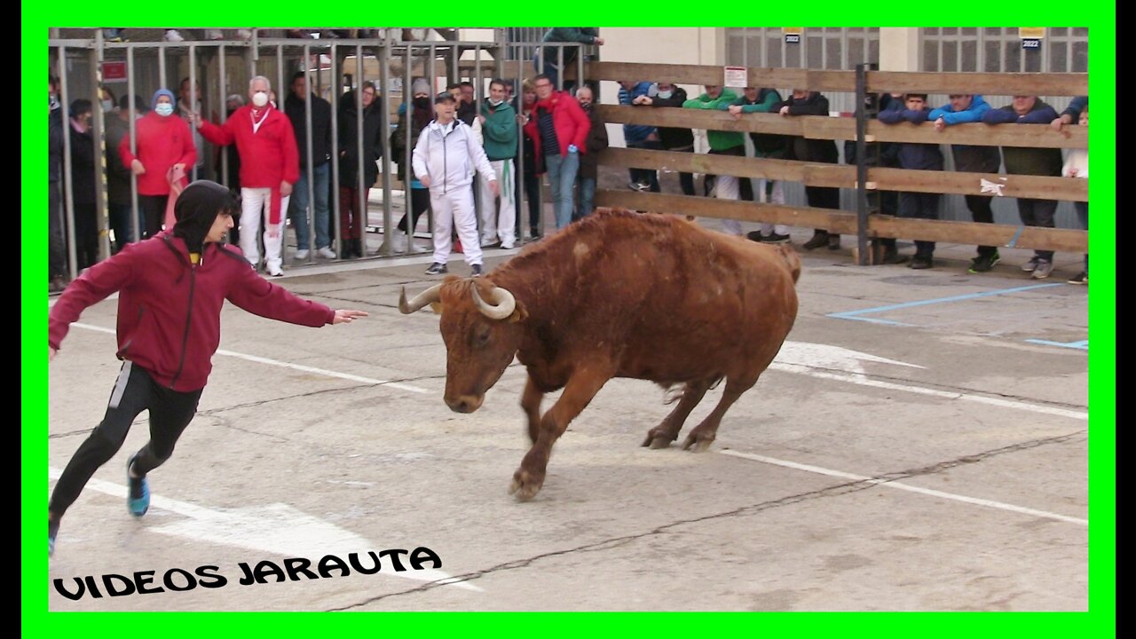 ARNEDO ( LA RIOJA ) MATINAL VACAS CALLE ( SABADO 19 MARZO 2022 ) ESTENAGA