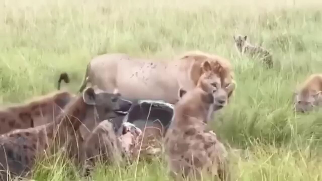 wildlife animal