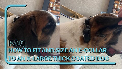 How To Fit And Size An E-Collar On An X-Large Short Medium Coated Dog With Matilda The St Bernard