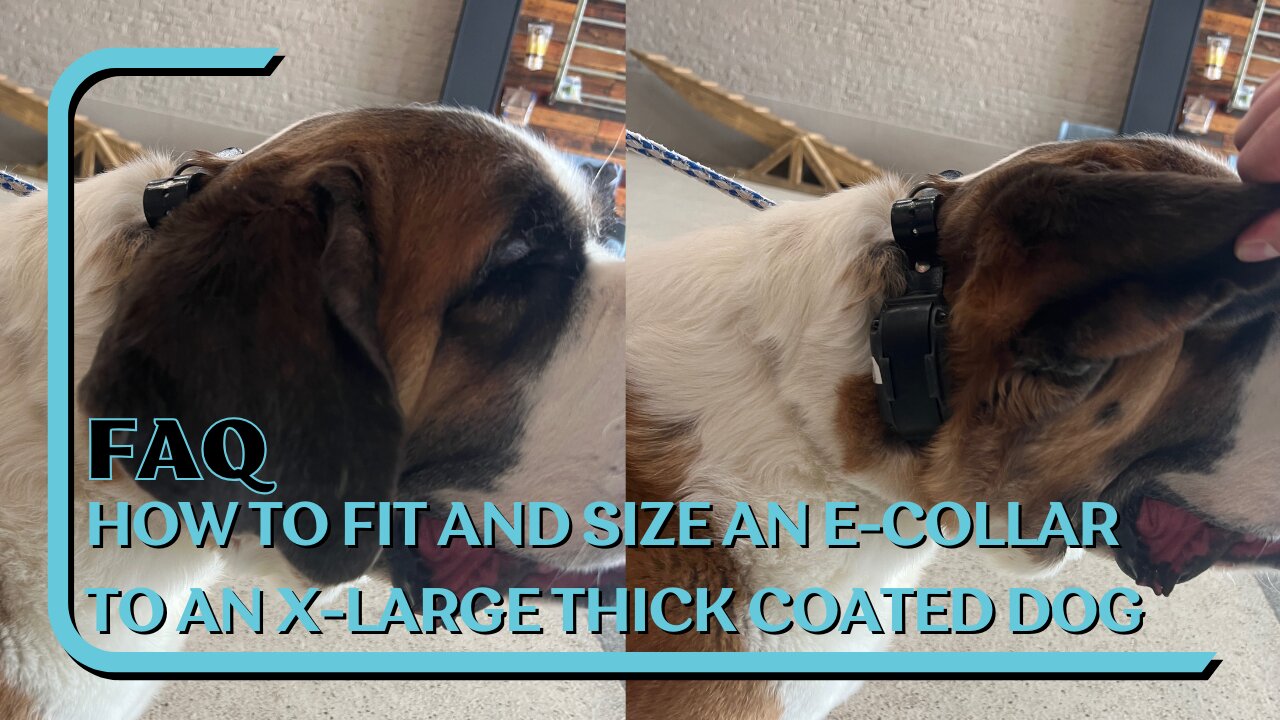 How To Fit And Size An E-Collar On An X-Large Short Medium Coated Dog With Matilda The St Bernard