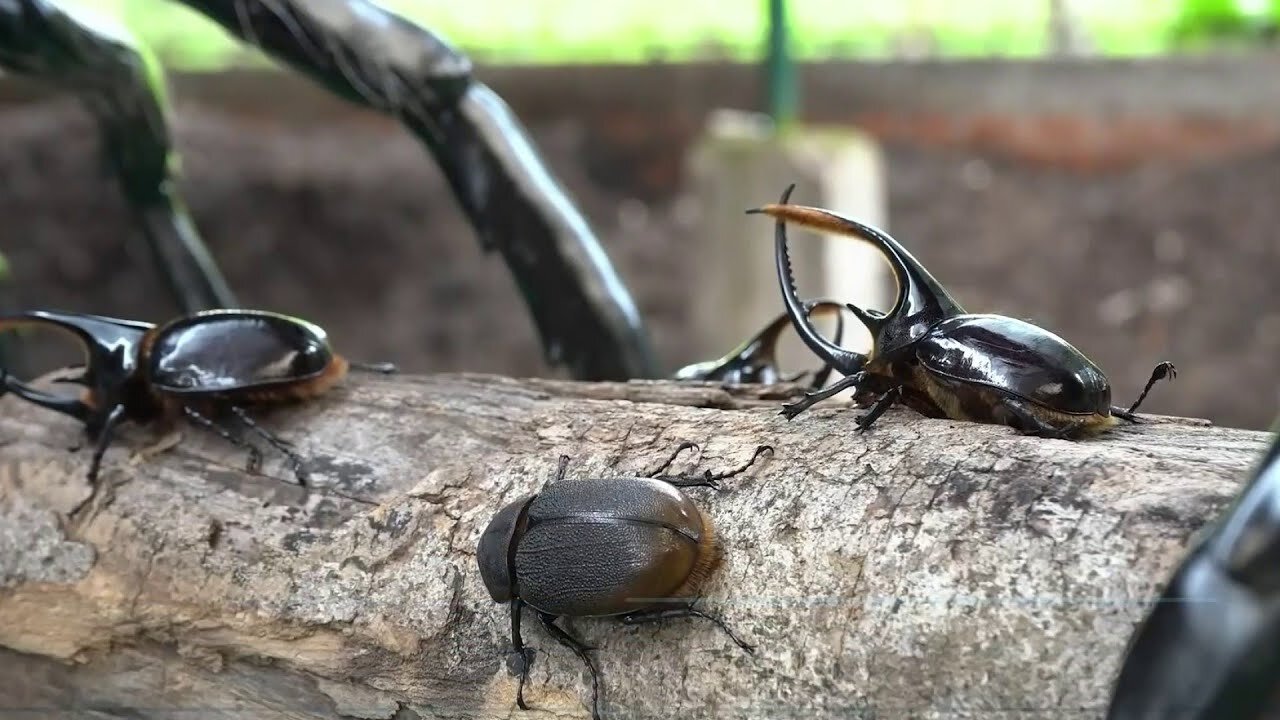 Planeta Tierra: Escarabajos juegan papel crucial en la recuperación del medio ambiente en Colombia