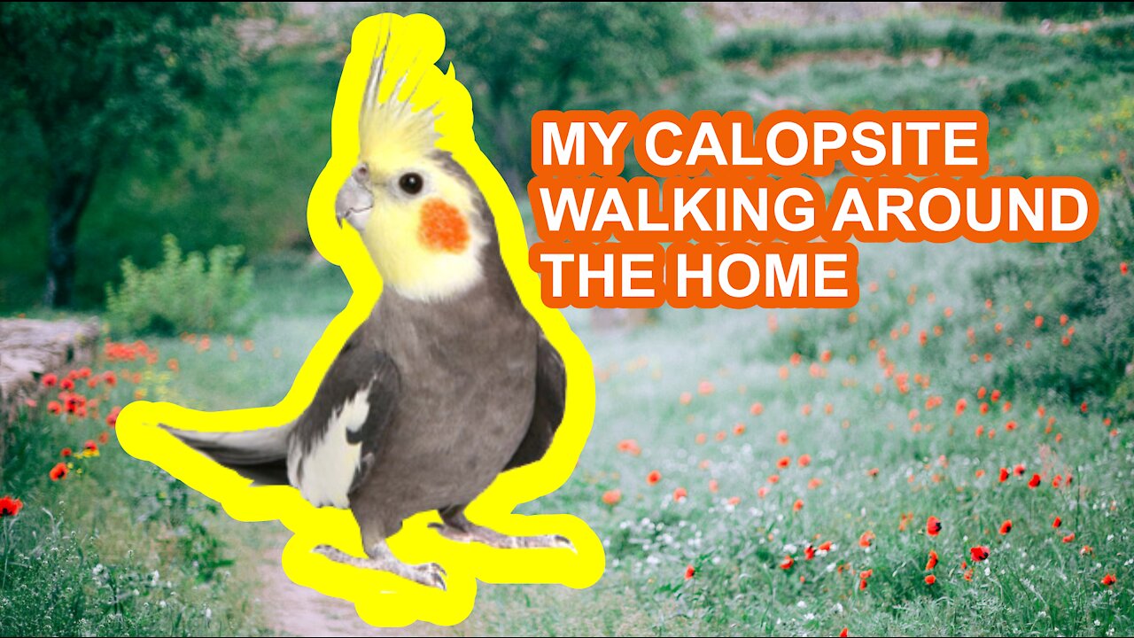 MY CALOPSITE WALKING AROUND THE HOME