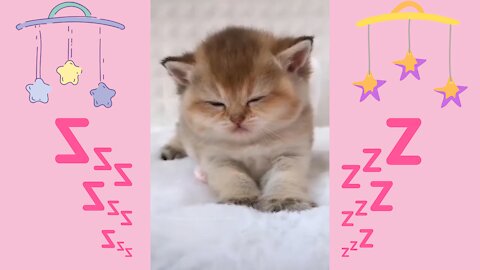 Tiny little ball of fluff is sleepy!!! + more cute videos