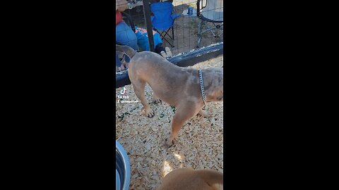 Flea Market Bull Dogs
