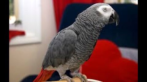 "Silver" is one of the rarest parrots (macaws) in the world!