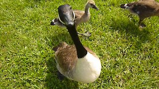 Goose looks right into my camera.
