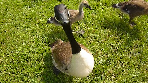 Goose looks right into my camera.