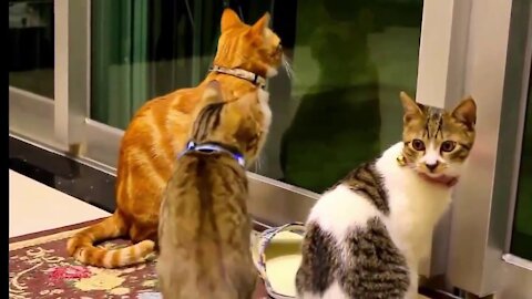 Funny Cats and Kittens Meowing Compilation my video