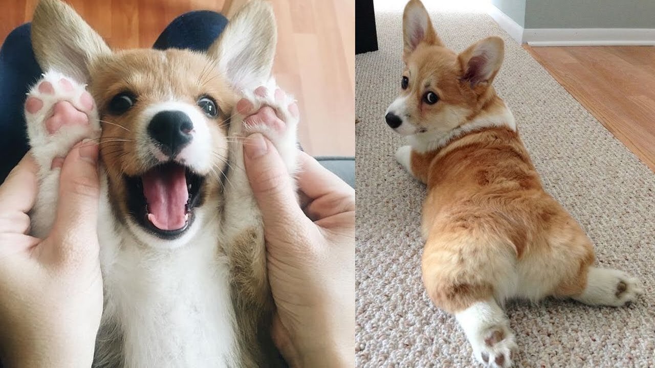 Hi Cute little Corgi