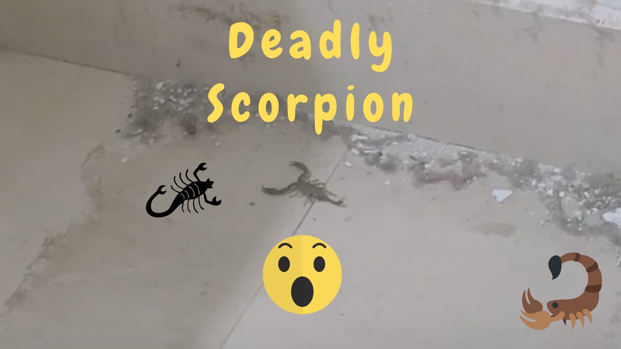 Lost Big Grey Scorpion Found In My Home😱😲😱