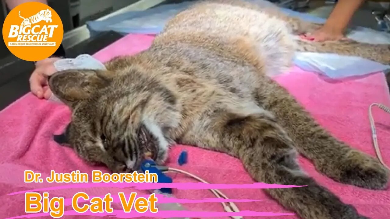 Join Dr. Boorstein as vaccinates Cyrus Caracal & examines Frankie bobcat @ Big Cat Rescue 08 16 2023