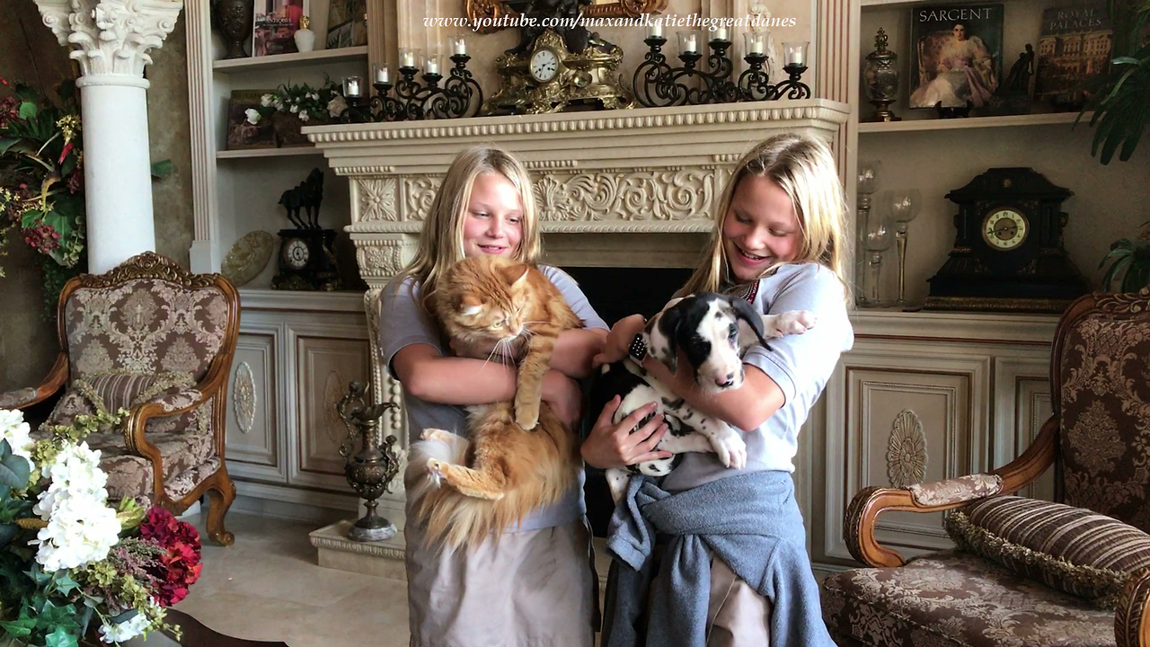 Twins show cat that he's bigger than Great Dane puppy