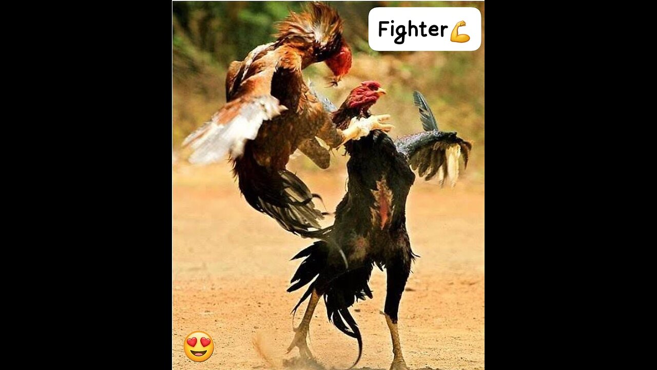 My fighter Rooster chicks🤩 Silent view of fight.