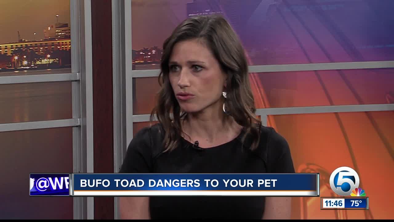 Bufo toads pose dangers to pets