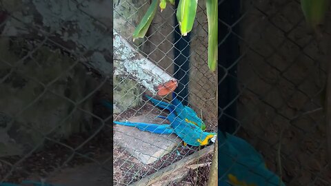 ARARAS no Zoológico de Brasília