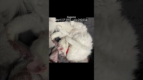 Every day I pray to Jesus to hold you for me. Kagome my sweet baby girl.