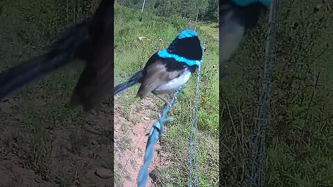 What type of bird is this? Australia