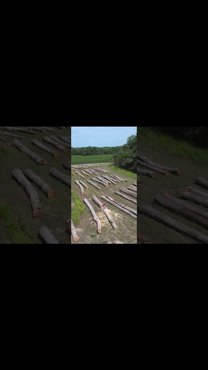 Logging Project: Behind the Scenes. #deerhunting #logging #shorts #hunting #timberproject