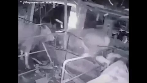 Was this Cow abducted?