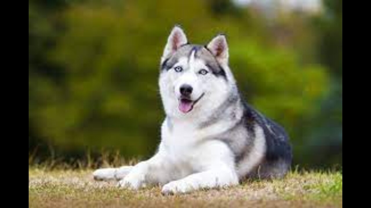 amazing facts about husky