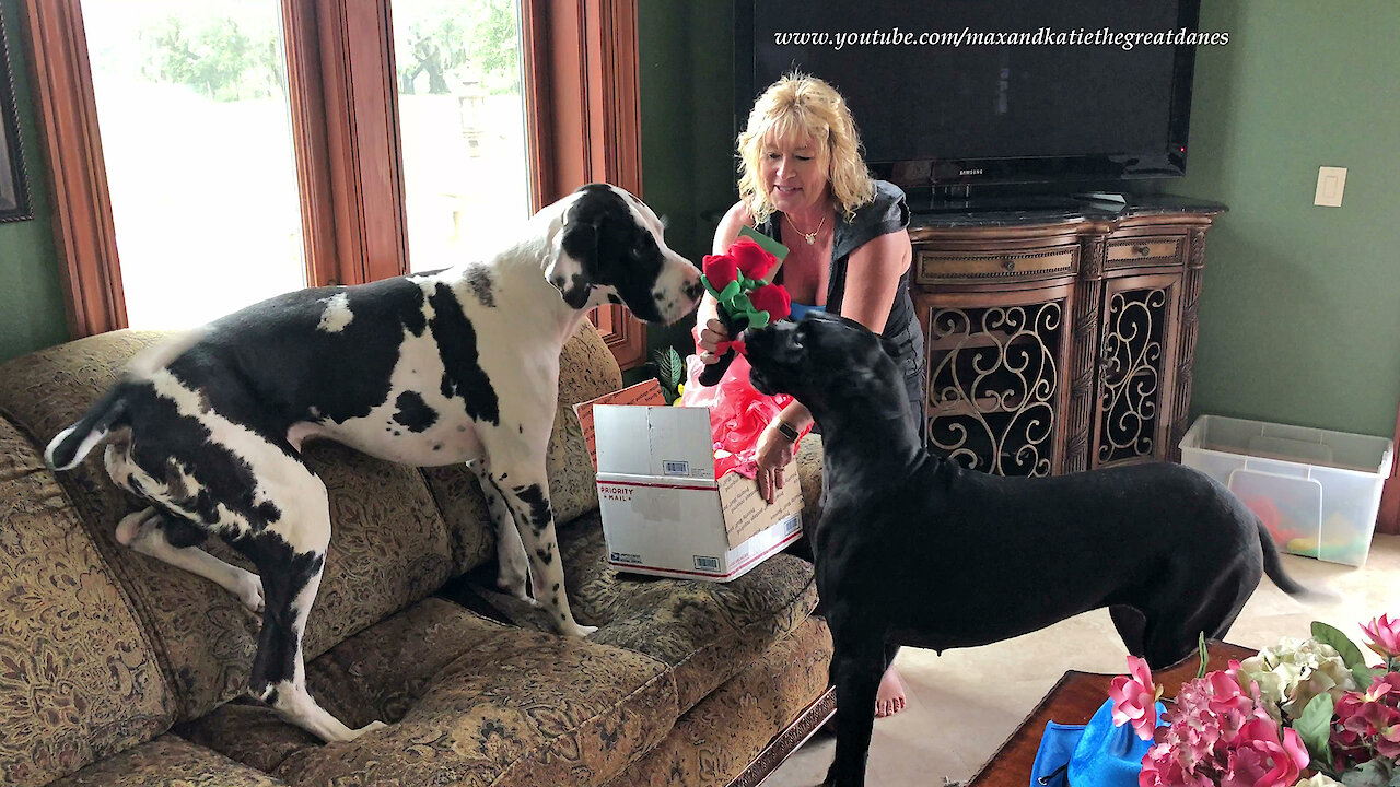 Great Danes Enjoy Opening Happy 3rd Birthday Gifts