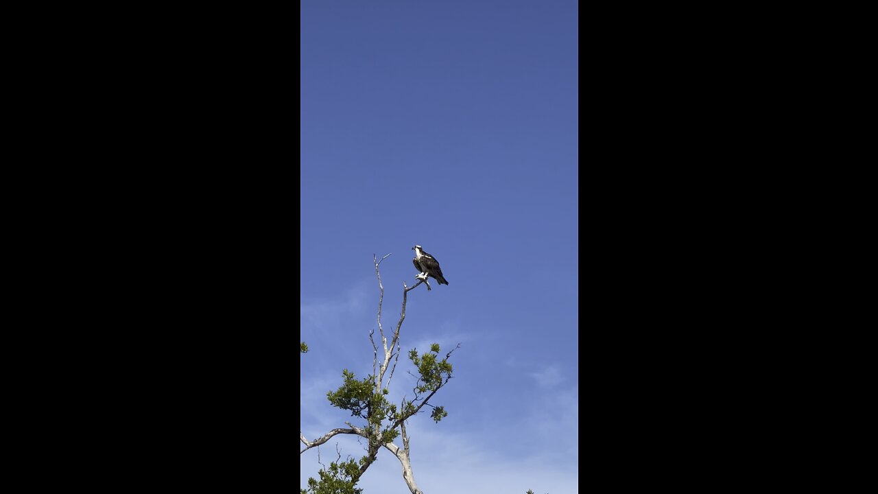 OSPREY WAITING TO EAT HIS CATCH #FYP #osprey #4K