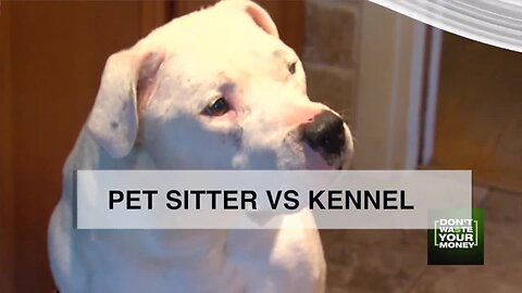 Rover, Wag vs kennel: Which is best for your pet?