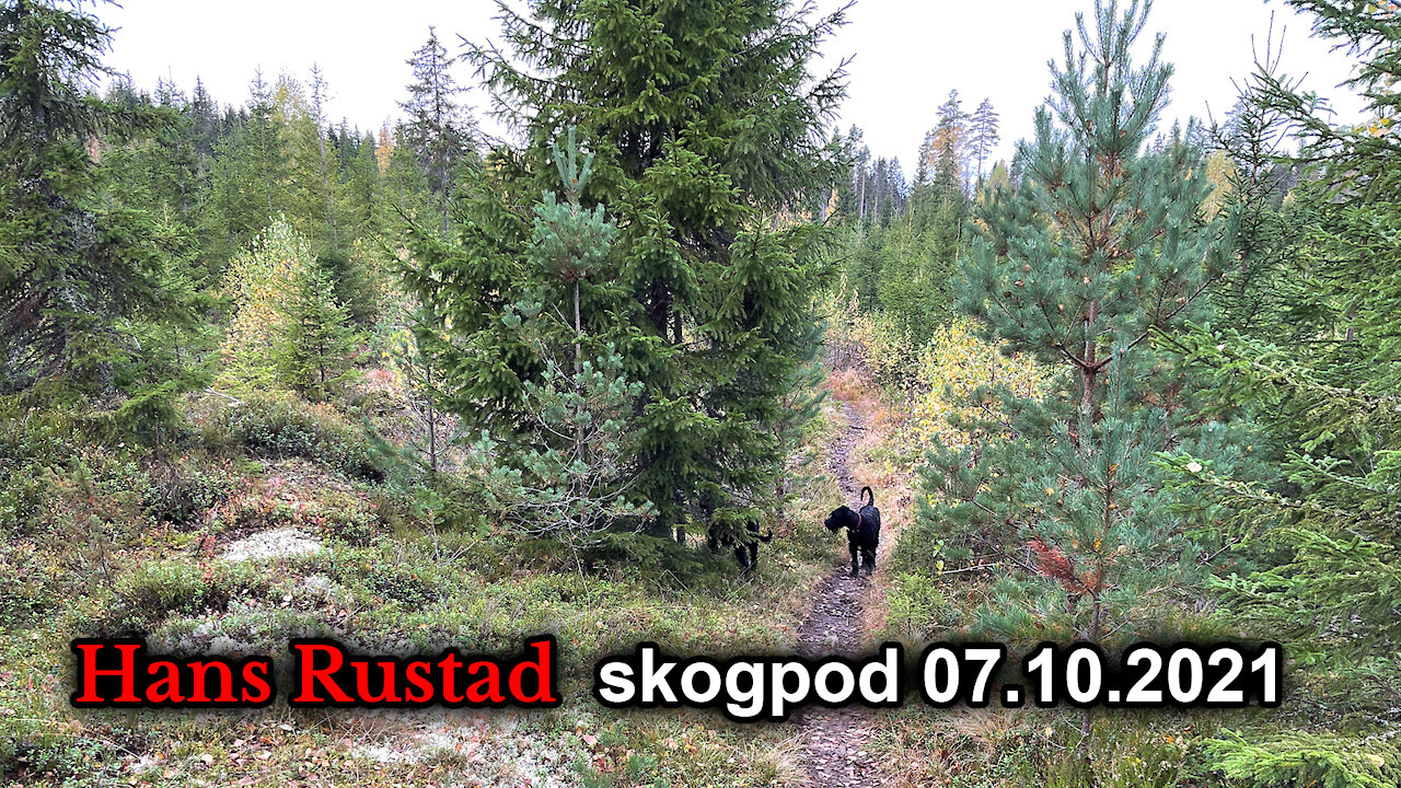 Skogpod 7. oktober: Mobb og lynsjejustis