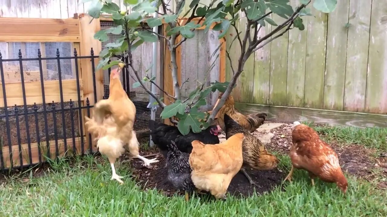 Jumping Chickens Eat Figs on Tree #2 Throwback Thursday