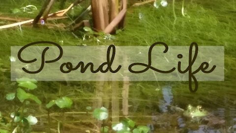 Pond Life on the Homestead