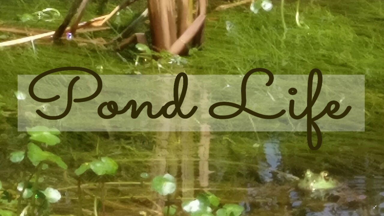 Pond Life on the Homestead