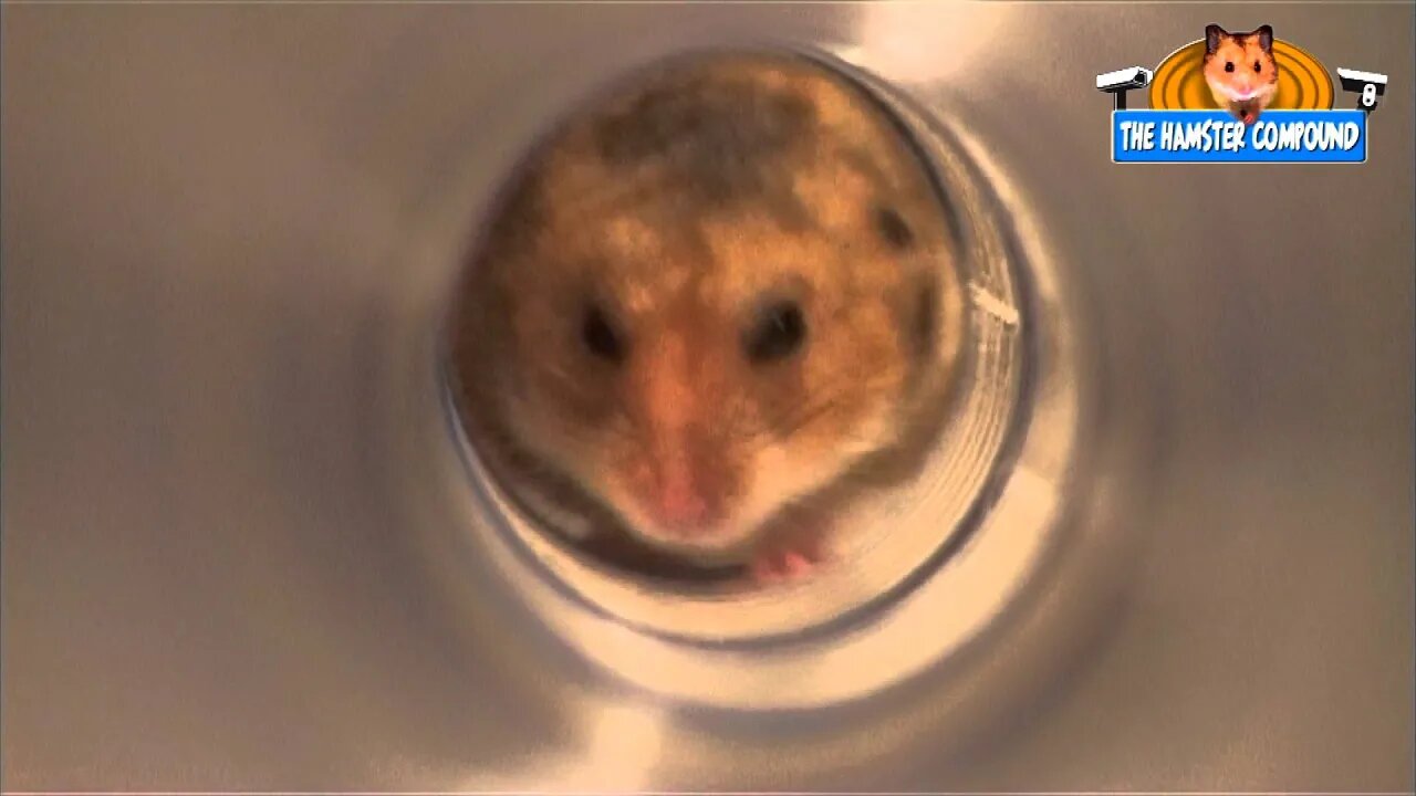The Hamster Compound #8 Distributing food