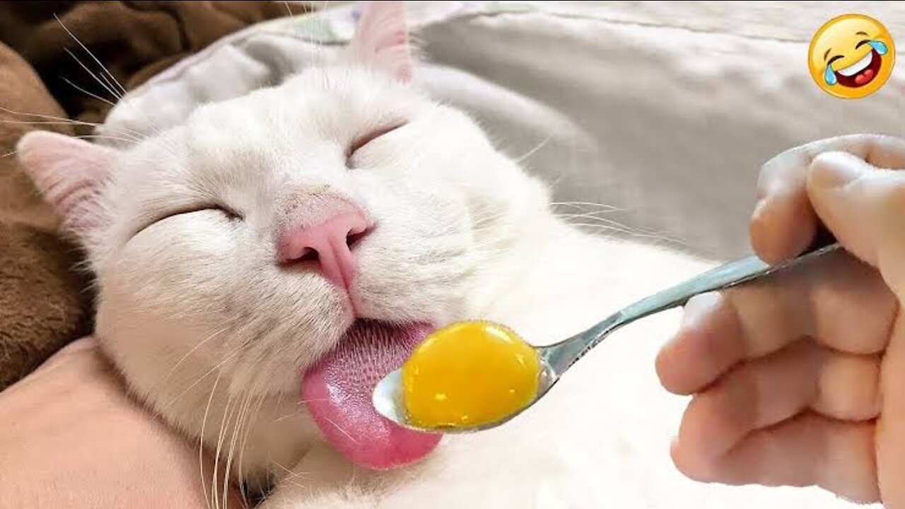 Funniest Cat Videos on the Planet #81 - Best Funny Animal Videos 2022 | Life Funny Pets