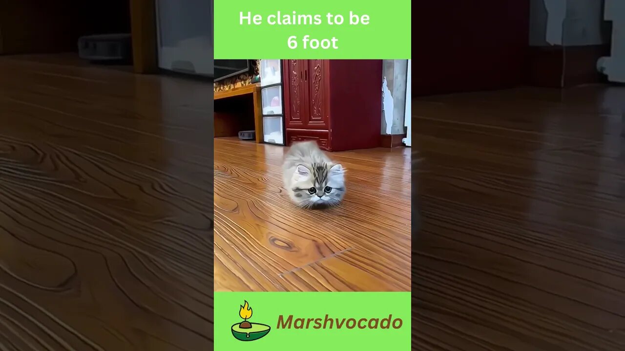 Cute small cat walks towards you #shorts #pyf #petsoftiktok #petlover #pet #catsoftiktok #catlover